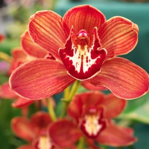 flower, orchid, red